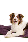 lying Australian Shepherd