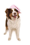 Australian Shepherd