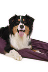 lying Australian Shepherd