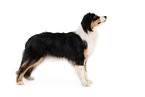 Australian Shepherd