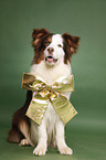 sitting Australian Shepherd