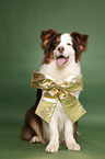 sitting Australian Shepherd