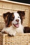 lying Australian Shepherd