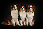 Australian Shepherds