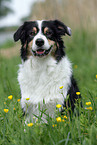 Australian Shepherd