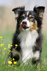 Australian Shepherd