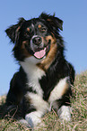 Australian Shepherd