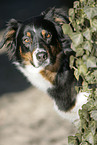 Australian Shepherd