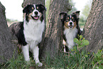 Australian Shepherds