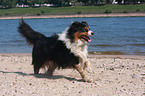 running Australian Shepherd