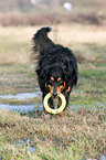 playing Australian Shepherd