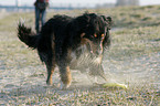 playing Australian Shepherd