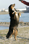 Australian Shepherd shows trick