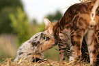 Australian Shepherd Puppy and bengal cat