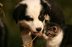 Australian Shepherd Puppy and cat