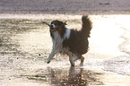 playing Australian Shepherd