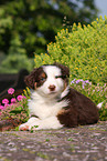 Australian Shepherd Puppy