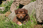 Australian Shepherd Puppy