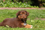 Australian Shepherd Puppy