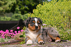 Australian Shepherd Puppy