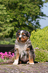 Australian Shepherd Puppy