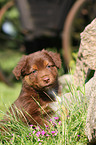 Australian Shepherd Puppy