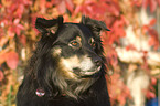 Australian Shepherd Portrait