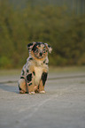 Australian Shepherd Puppy