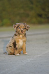 Australian Shepherd Puppy