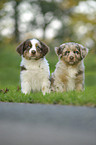 Australian Shepherd Puppies