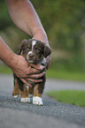 Australian Shepherd Puppy