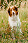 sitting Australian Shepherd