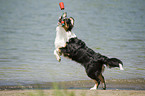 playing Australian Shepherd