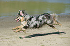 running Australian Shepherd