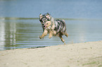 running Australian Shepherd