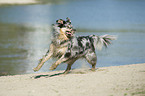 running Australian Shepherd