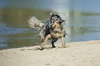 running Australian Shepherd