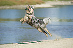 playing Australian Shepherd