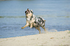 running Australian Shepherd