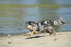 playing Australian Shepherd