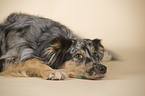 lying Australian Shepherd