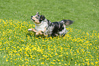 running Australian Shepherd