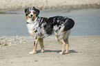 Australian Shepherd