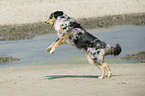 playing Australian Shepherd