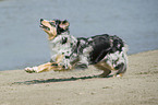 running Australian Shepherd