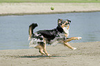 playing Australian Shepherd