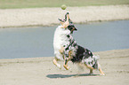 playing Australian Shepherd