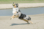 playing Australian Shepherd