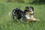 running Australian Shepherd