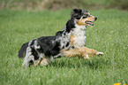 running Australian Shepherd